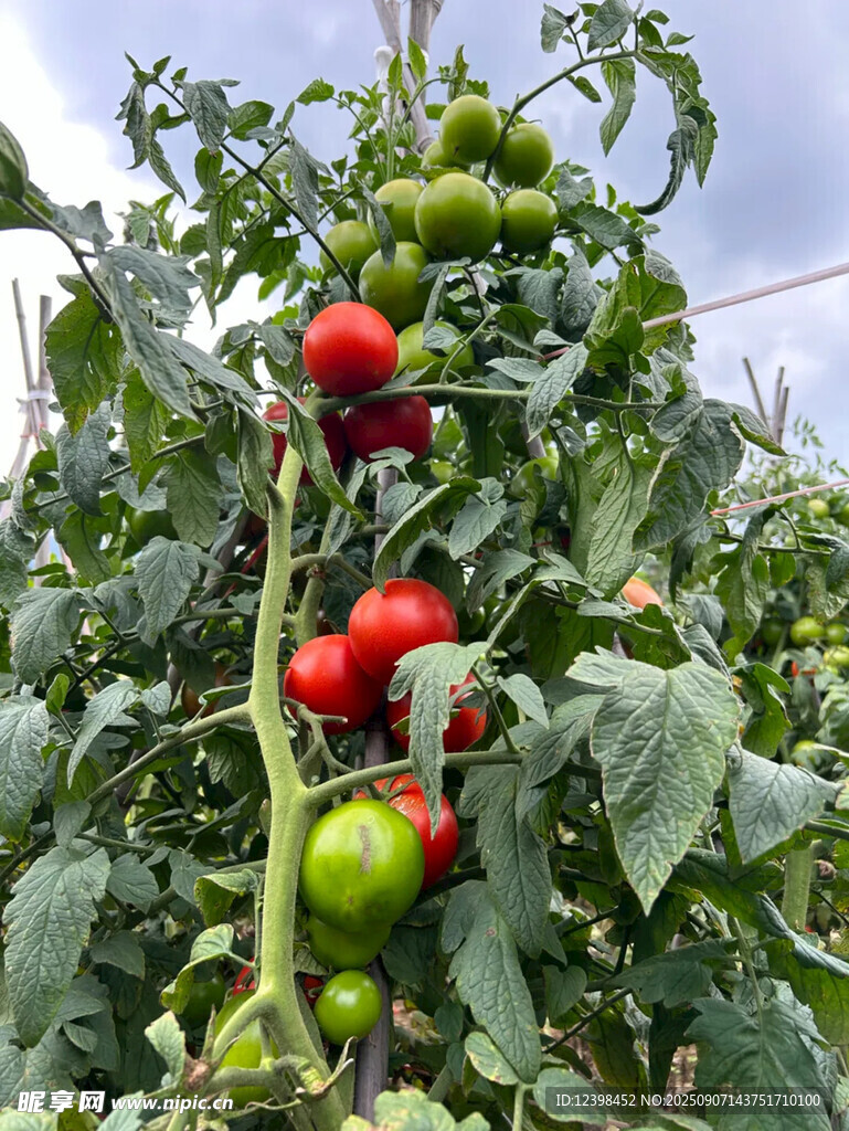 番茄藤上結(jié)滿紅綠果實