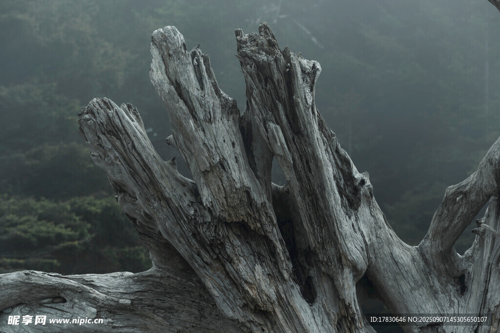 枯木屹立于山間景象