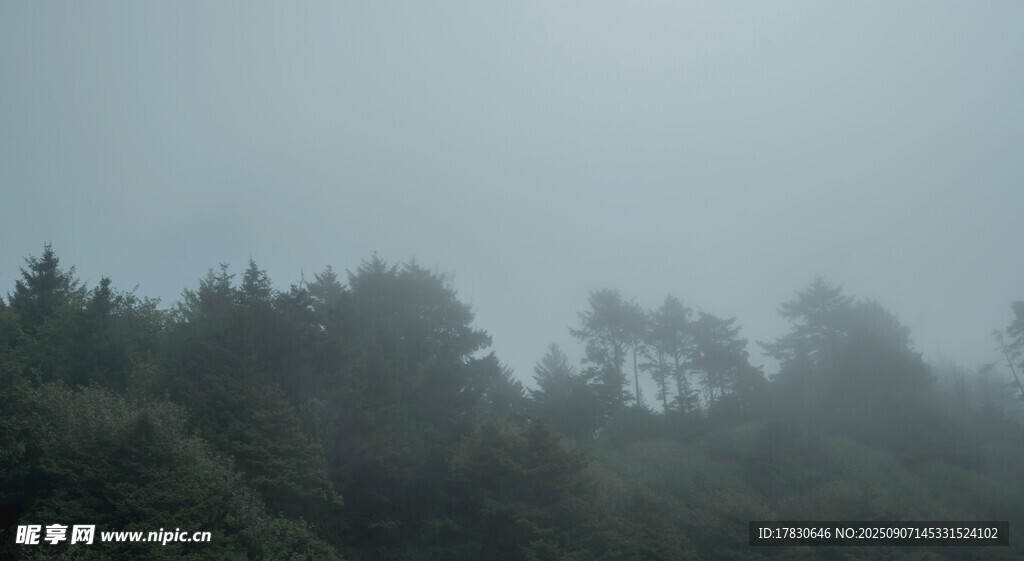霧中森林景觀