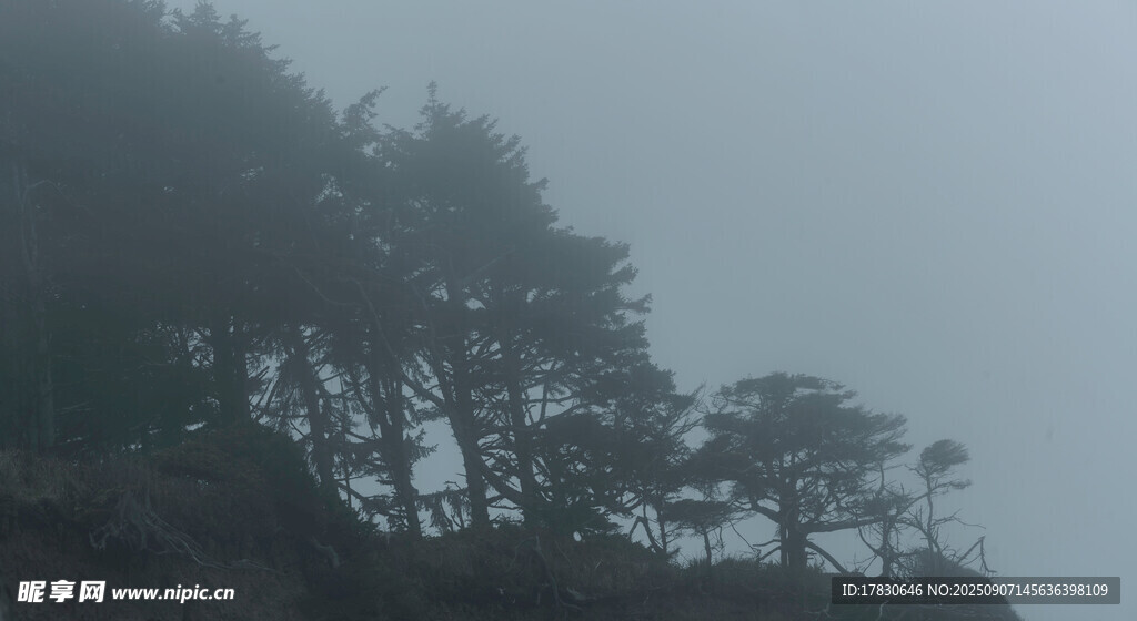 霧中崖邊樹木景觀