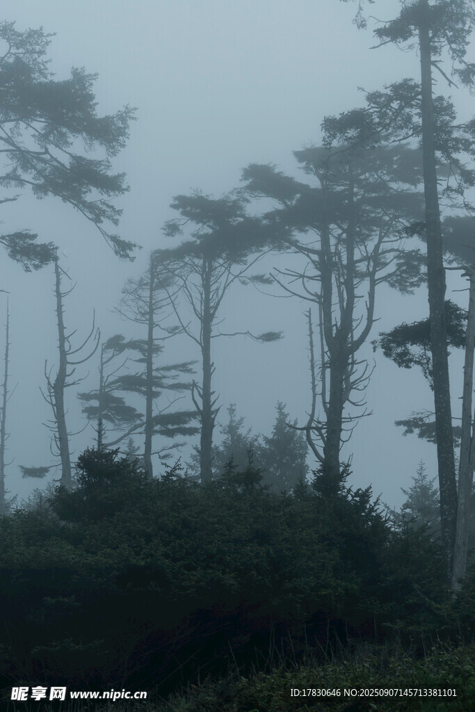 霧中森林樹木景觀