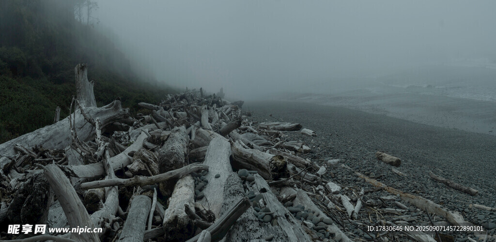 霧中海岸的枯木景象