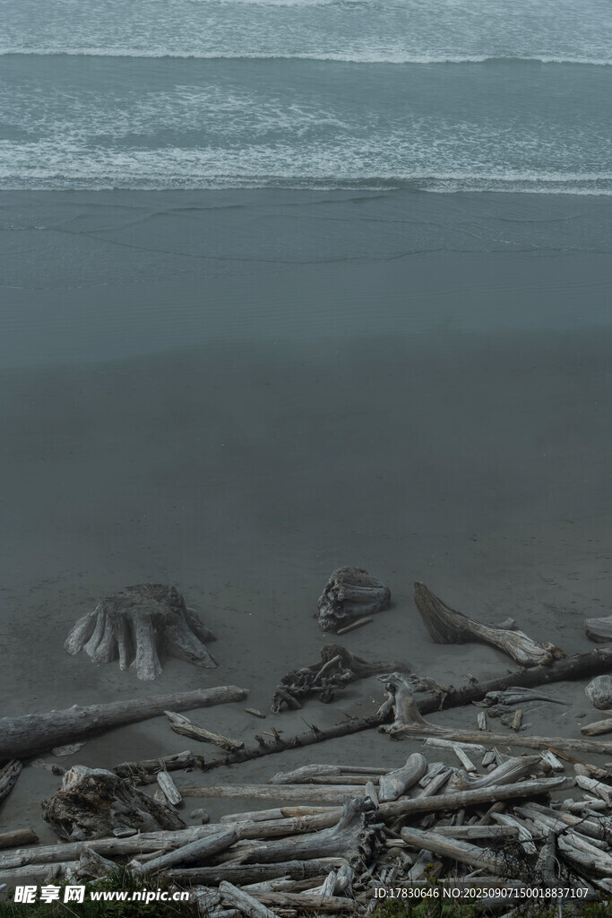 海灘上的海洋生物與浮木