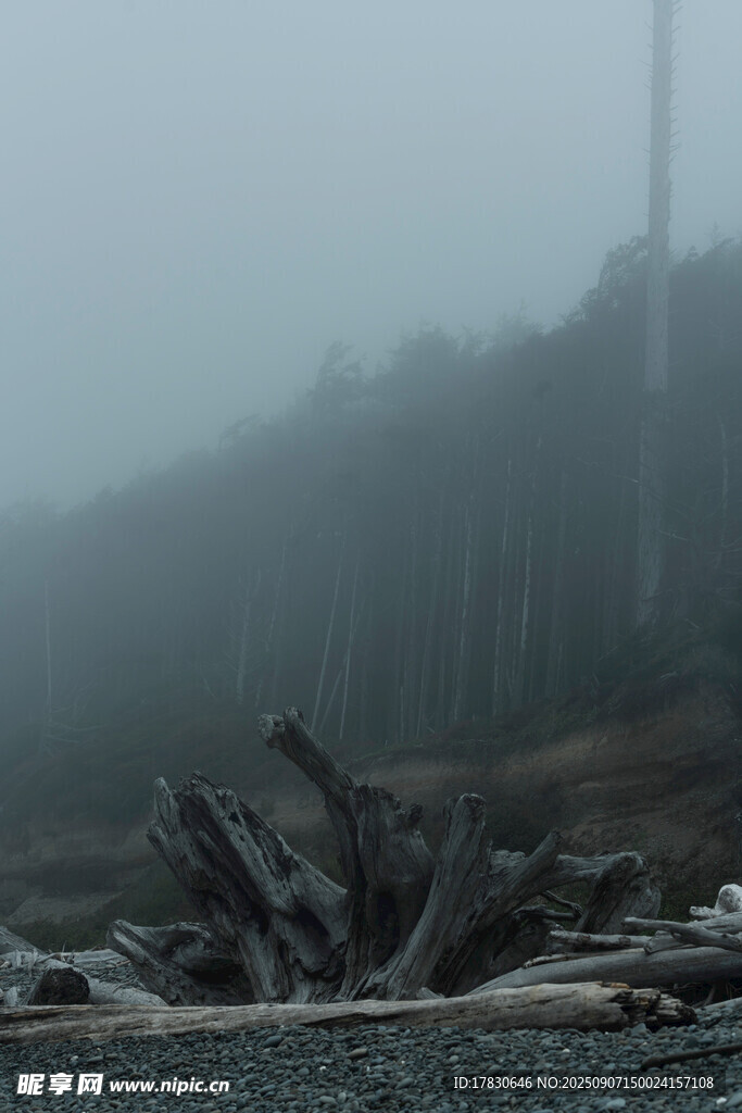 霧中海岸的殘木景象