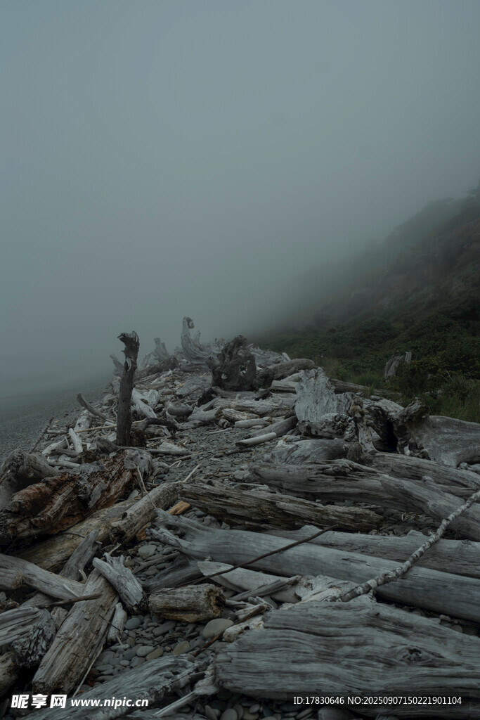 霧中海邊的雜亂漂流木
