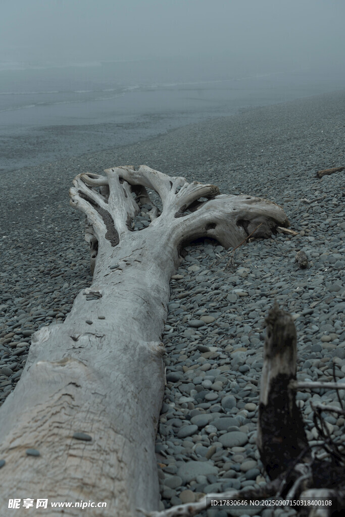 海灘上的巨大枯木