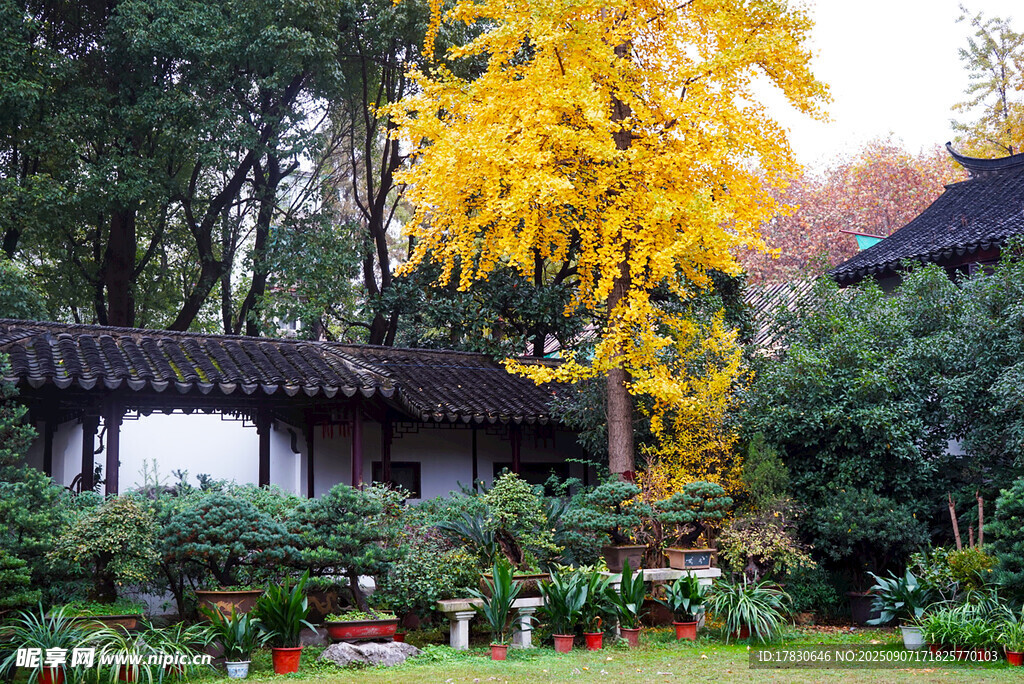 蘇州園林中式古建筑自然植物