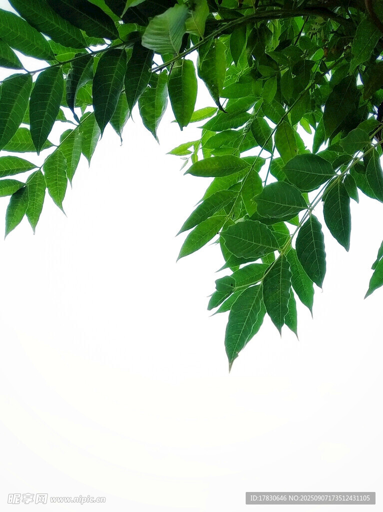 翠綠樹葉映襯純凈天空