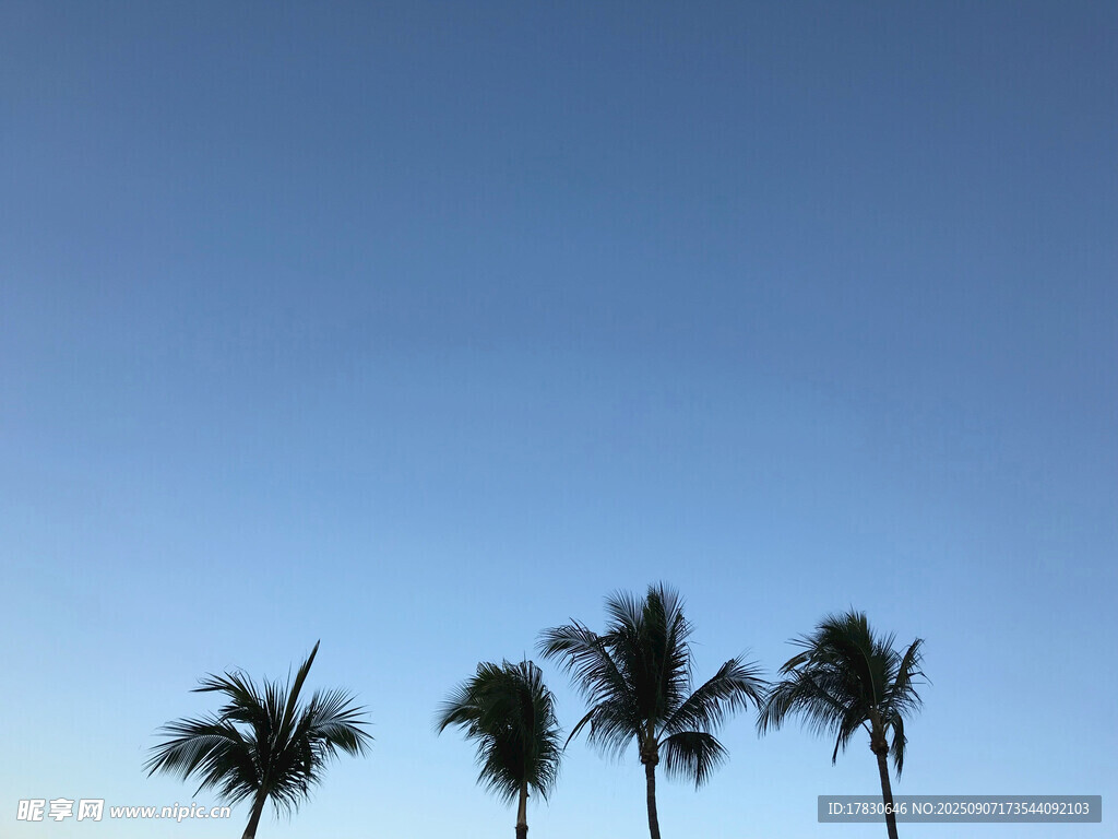 藍天椰樹剪影