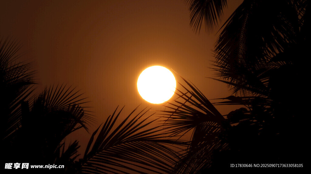 夕陽下的棕櫚樹剪影