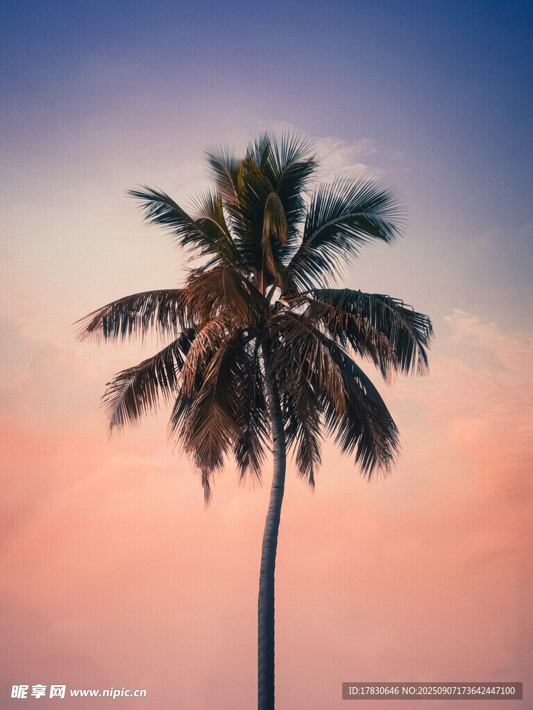 夕陽下的孤獨棕櫚樹