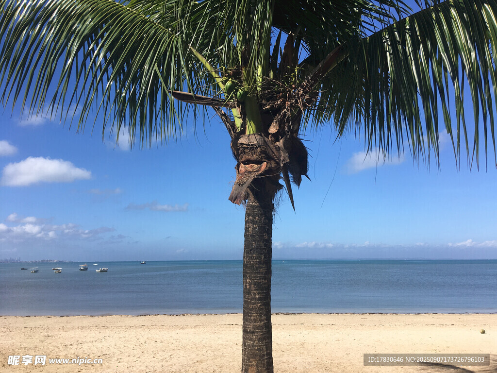 海灘上的棕櫚樹與藍天