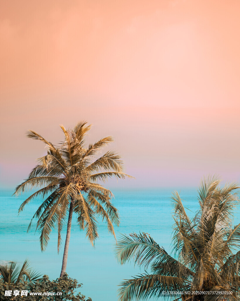 熱帶海濱椰樹美景