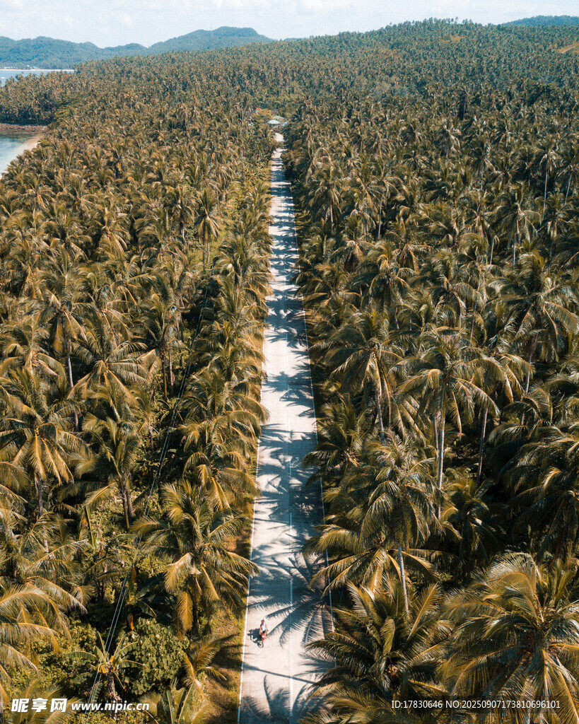 航拍椰林景觀
