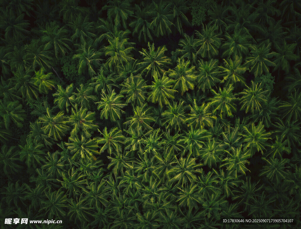 茂密綠植特寫