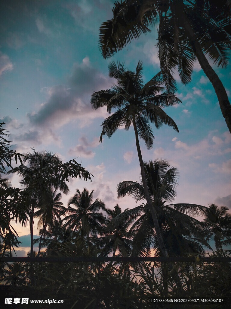 黃昏下的椰林美景