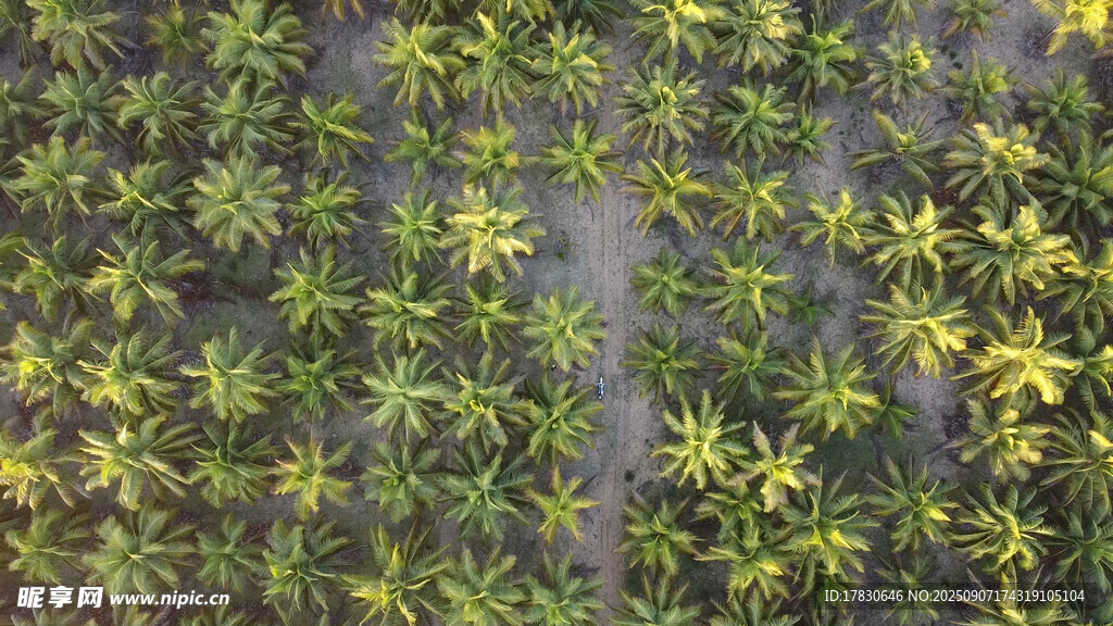 高空俯瞰整齊綠植景觀