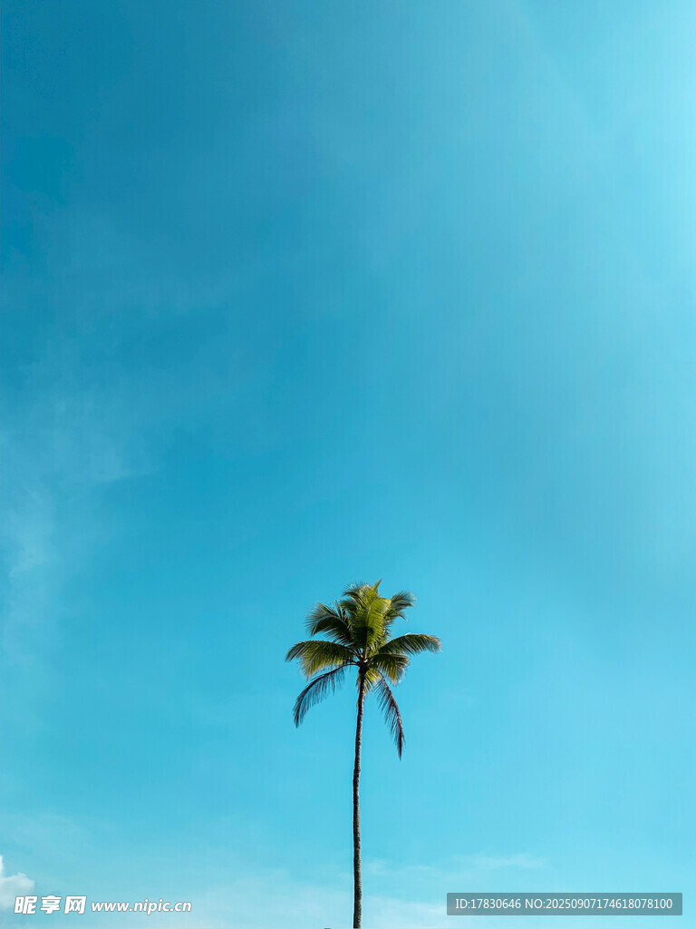 藍(lán)天中的孤獨棕櫚樹
