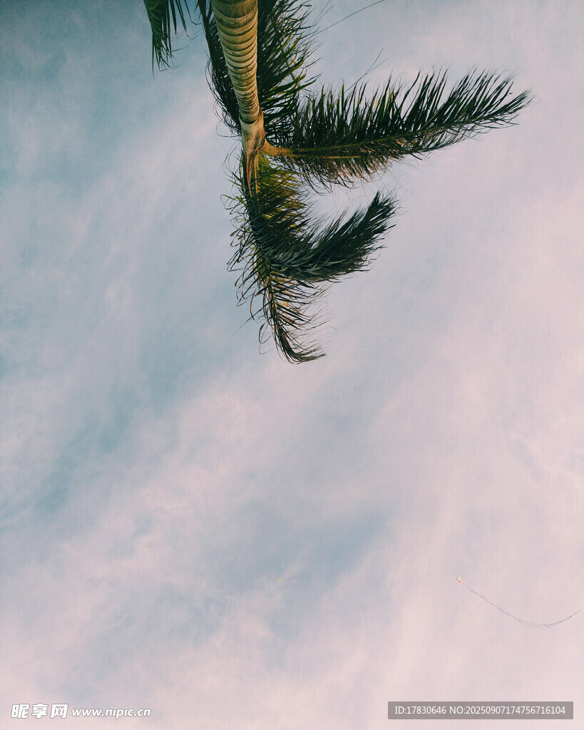 仰觀棕櫚枝葉與天空