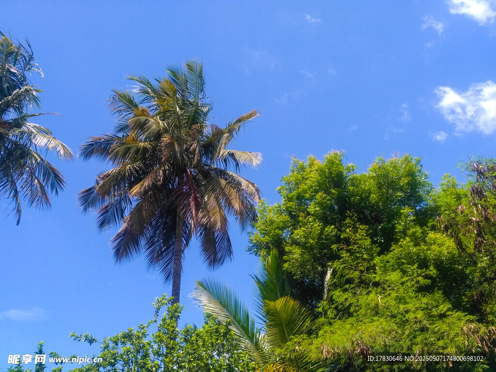 藍(lán)天綠樹(shù)間的棕櫚樹(shù)景觀