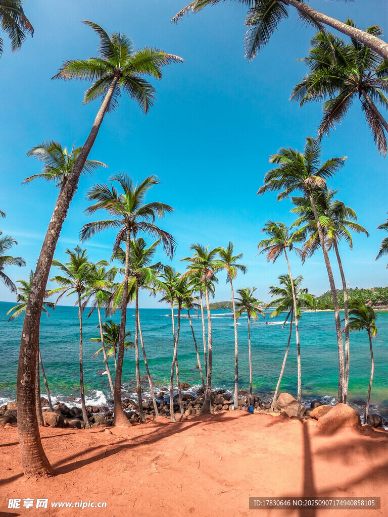 熱帶沙灘上的椰樹海景