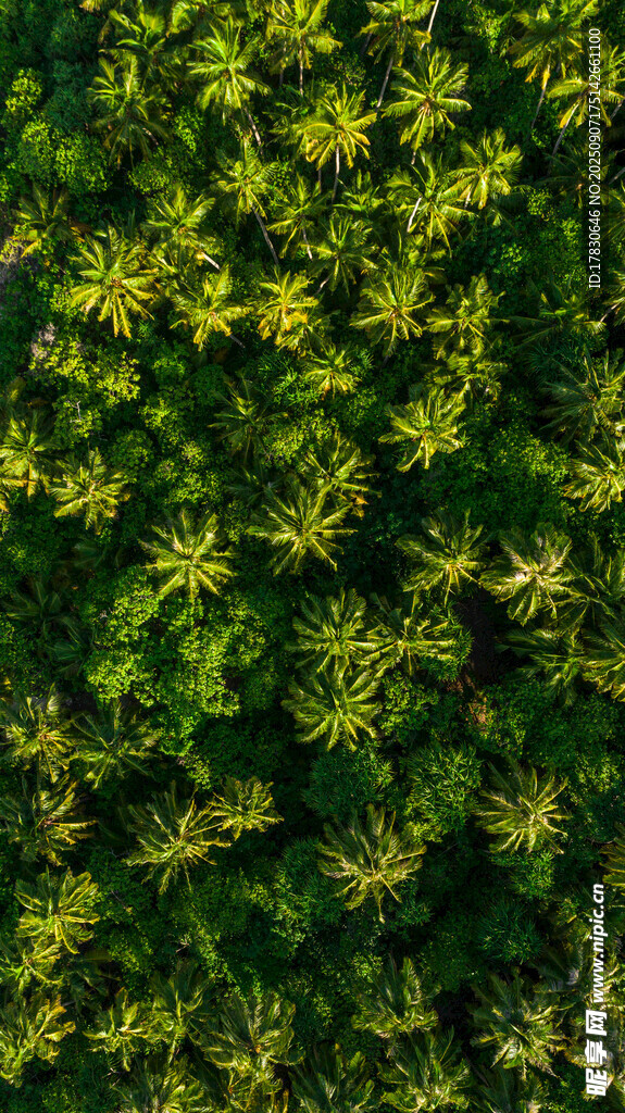 翠綠繁茂的植物枝葉