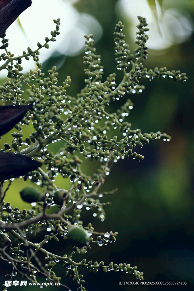 綠葉間的黑色果實