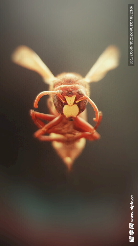 蜜蜂