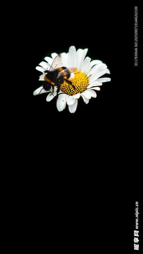 蜜蜂