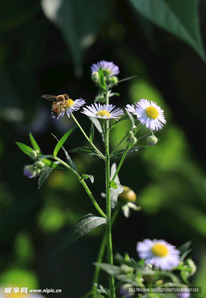 蜜蜂