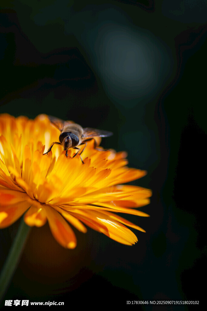 蜜蜂