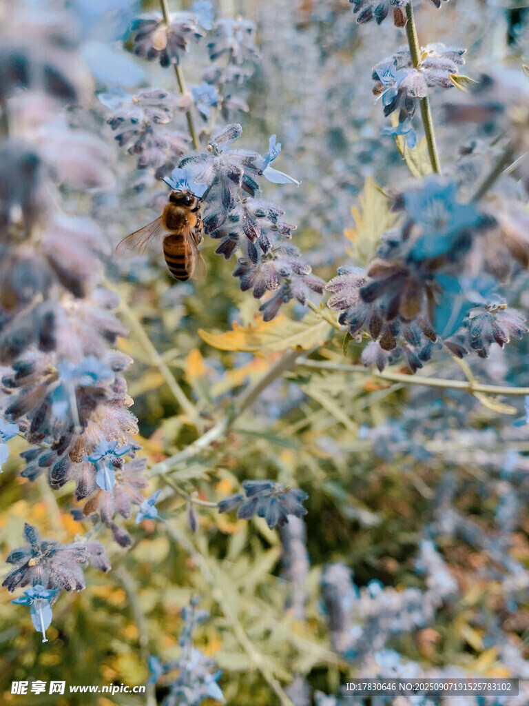 蜜蜂