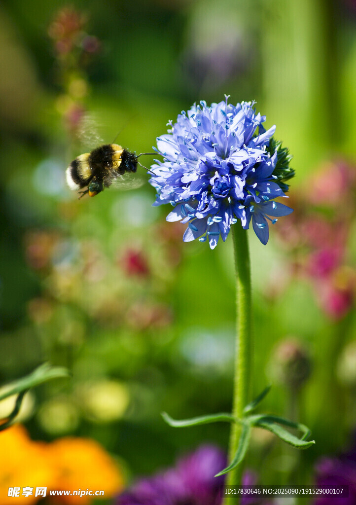 蜜蜂