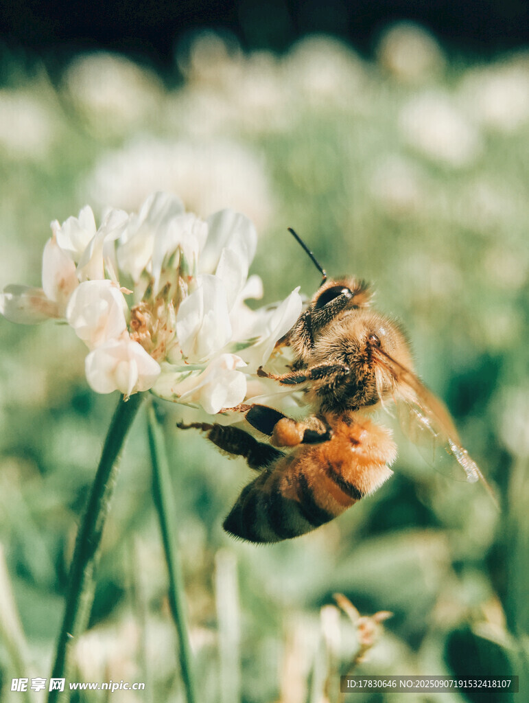 蜜蜂