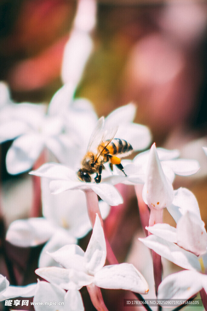 蜜蜂