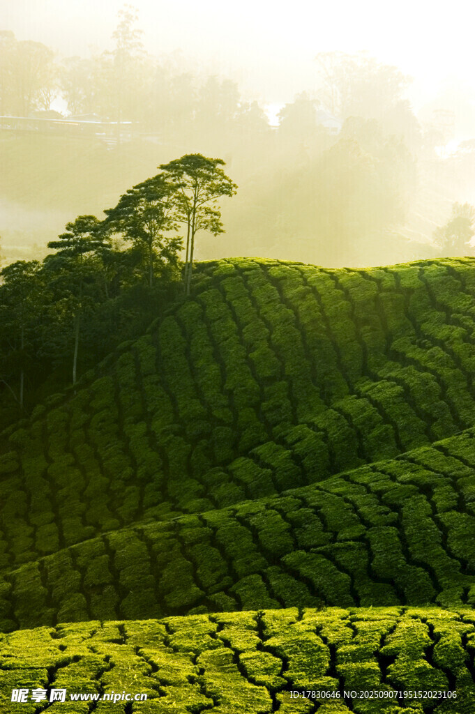 山坡上的蔥郁茶園與孤樹