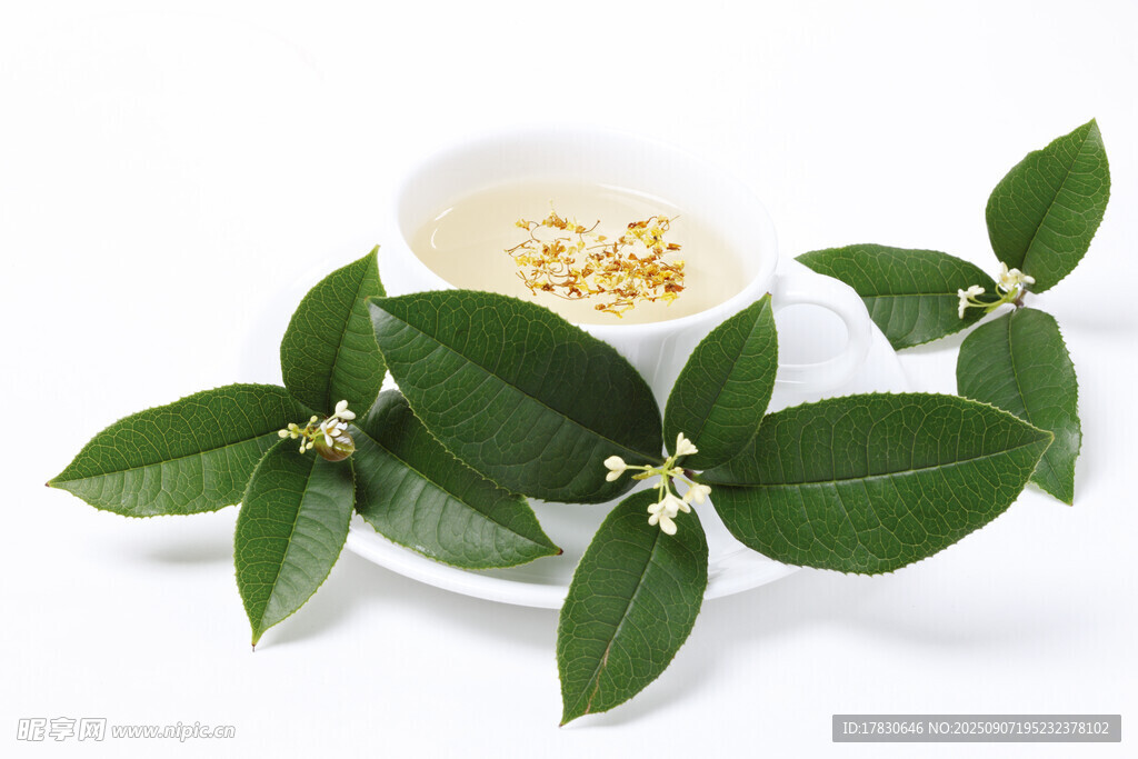 桂花茶配綠葉清新畫面