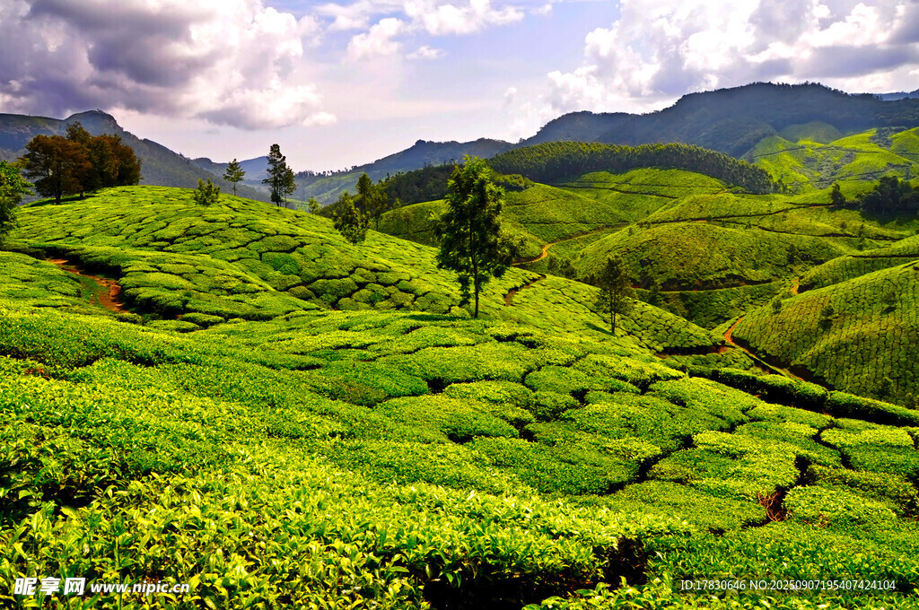 翠綠山間茶園美景
