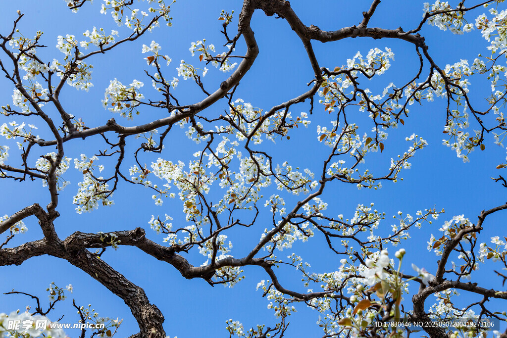 趙縣梨鄉(xiāng)梨花盛開(kāi)
