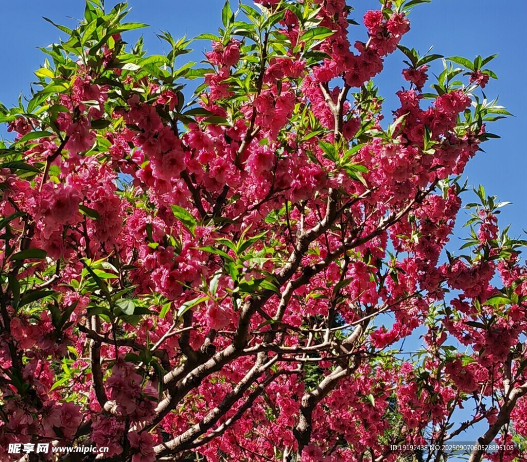 碧桃花 