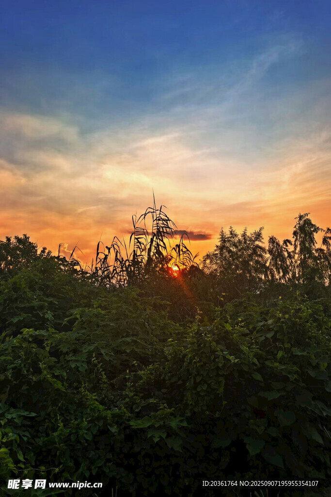日落時分的茂密植被景觀