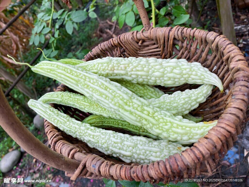 籃子里的新鮮苦瓜