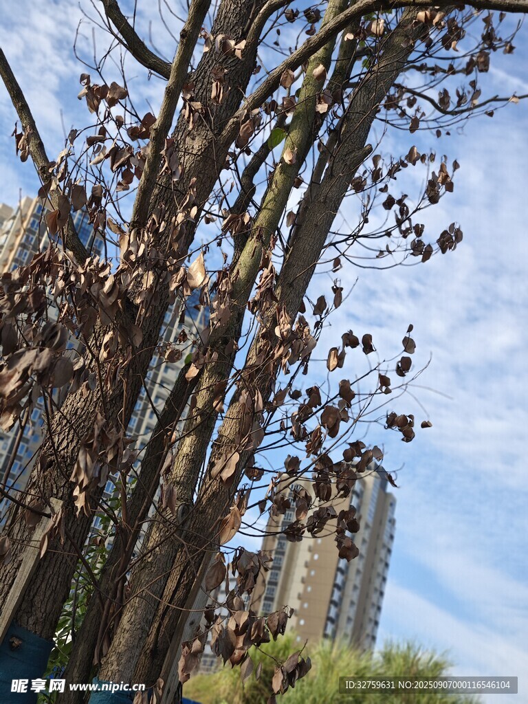 秋日樹木與高樓景致