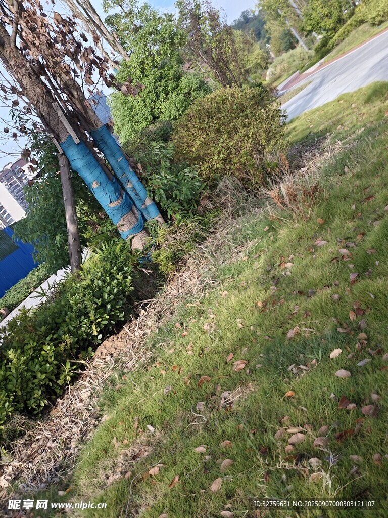 戶外草地旁的綠植景致