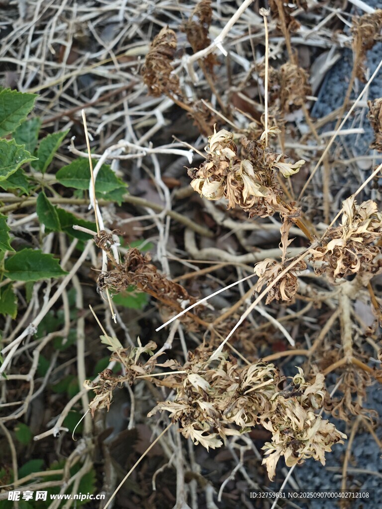 枯萎植物特寫