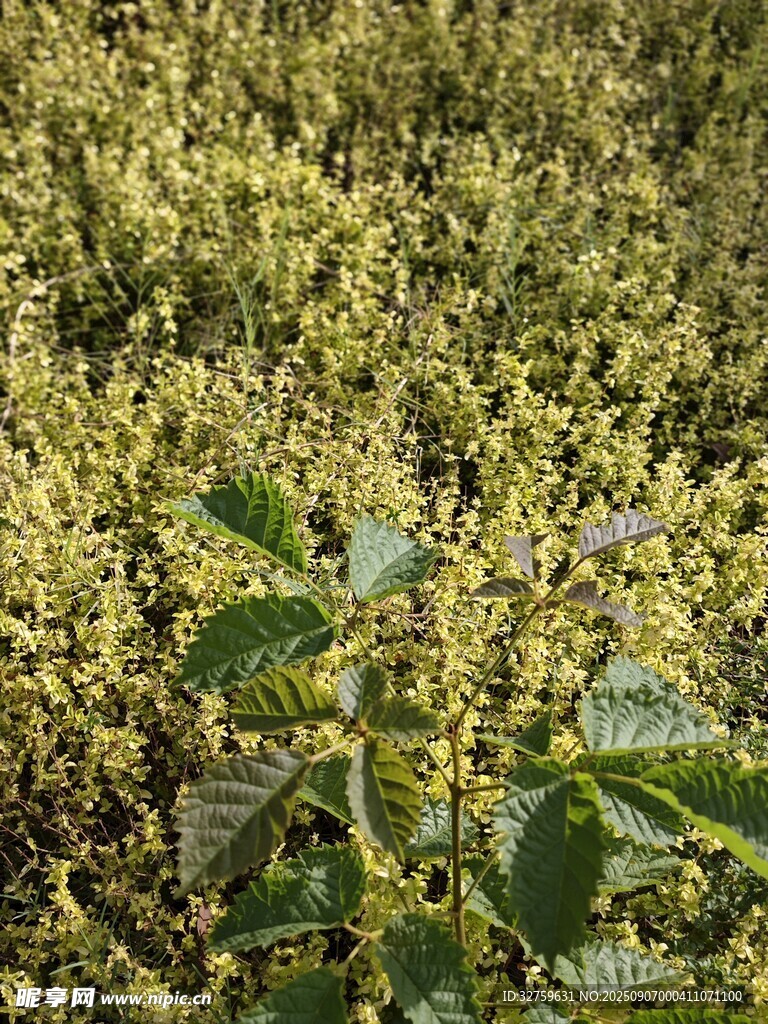 田野中的綠植與黃色植被