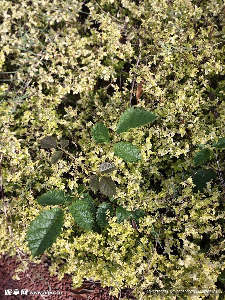 綠葉黃花植物特寫