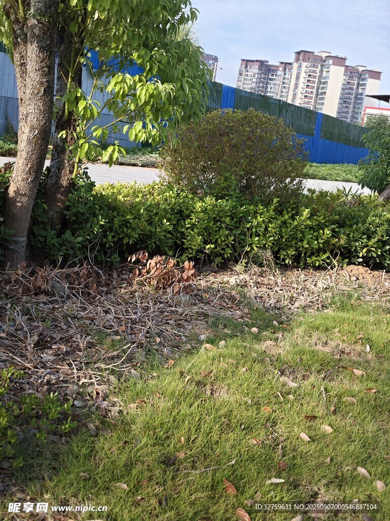 戶外綠意盎然的自然景致