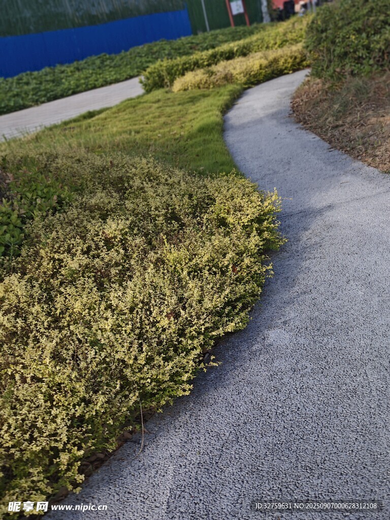 蜿蜒小徑旁的綠植景觀