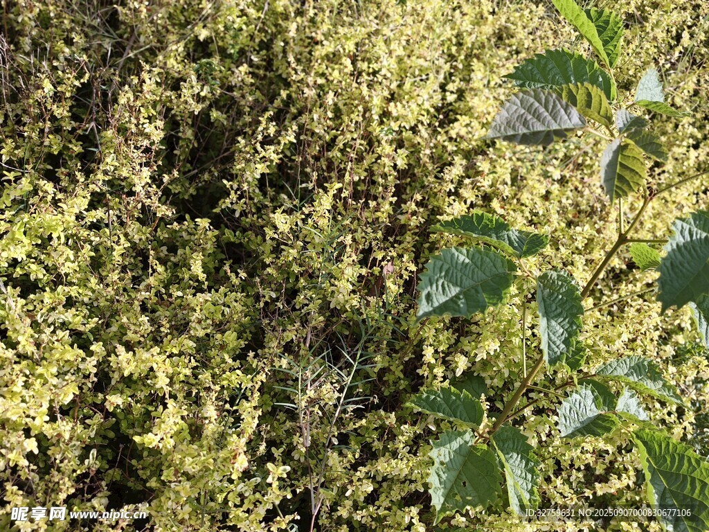 翠綠植物與繁茂枝葉景象